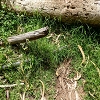 Plants: image 54 Of 208 Thumb